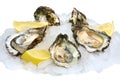 Fresh opened oysters with lemon on crushed ice Royalty Free Stock Photo