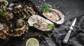 Fresh opened oysters with lemon, spices, salt, a knife and seaweed on slate stone background. Seafood, Shellfish, close up Royalty Free Stock Photo