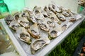Fresh Opened Oysters Royalty Free Stock Photo