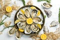 Fresh opened oysters in a plate with ice and lemon. Royalty Free Stock Photo