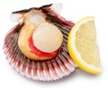 Fresh opened scallop with and lemon slice close up. Clipping path