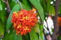 Fresh orange ashoka flower tree or saraca asoca . bouquet orange petals hanging with green leaves on branch. tiny and soft pollen