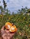 Fresh orange from the big oranges garden on indonesia