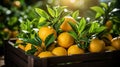 Fresh orange in box. The farmer harvests of fresh orange in the fruit garden. Harvesting and labor Generative ai