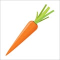 Fresh orange carrot icon isolated on white background Royalty Free Stock Photo