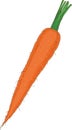 Fresh Orange Carrot with Taproot