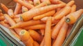 Fresh orange carrots on the counter of the farmers ` vegetable market. Sale of organic summer vegetables. Healthy vegetarian food Royalty Free Stock Photo