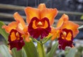 Fresh Orange Cattleya orchid