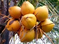 Fresh orange coconut in Indonesia