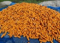 Fresh orange color corn harvest from the field