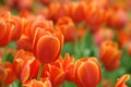 Fresh orange color tulip in flower bed during spring season with copy space Royalty Free Stock Photo