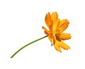 Fresh orange cosmos flower and green stem blooming side view center. Isolated on white background with clipping path