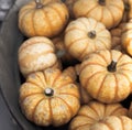 Fresh orange decorative autumn pumpkins background Royalty Free Stock Photo