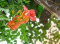 fresh orange flower trumpet-creeper ivy green leaves background. flora blossom and buds in natural garden. Beauty plant on big Royalty Free Stock Photo