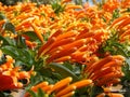 Fresh orange flowers