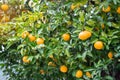 Fresh Orange fruit growing on a tree with green leaves Royalty Free Stock Photo