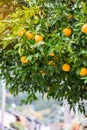 Fresh Orange fruit growing on a tree with green leaves Royalty Free Stock Photo