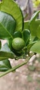 fresh orange fruit that is on the tree, usually this orange is a mixture of a typical Javanese food called pecel lontong