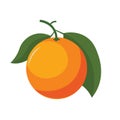 Fresh orange fruit vector illustration, tangerine organic fruit with green leaves Royalty Free Stock Photo