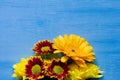 Fresh orange gerberas, red and yellow chrysanthemums on blue background Royalty Free Stock Photo