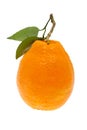 Fresh orange with leaf Royalty Free Stock Photo