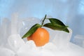 Fresh orange mandarin fruit with green leaves are frozen on cold blue ice. Royalty Free Stock Photo