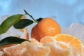 Fresh orange mandarin fruit with green leaves are frozen on cold blue ice. Royalty Free Stock Photo