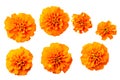 Fresh orange marigold flowers isolated on white, top view Royalty Free Stock Photo