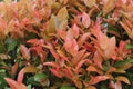 The fresh orange mixed pinkish colored leaves of a Syzygium Oleana shrub