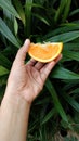 The fresh orange from my garden and i love it, you must try Royalty Free Stock Photo
