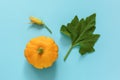 Fresh orange pattypan squash with green leaf and flower on blue background. Concept Organic bush pumpkin vegetable. Copy space Top Royalty Free Stock Photo