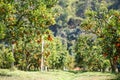 Fresh orange on plant, orange tree