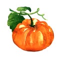 Fresh orange pumpkin isolated on white background Royalty Free Stock Photo