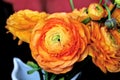 Fresh orange ranunculus