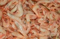 Fresh orange shrimp Royalty Free Stock Photo