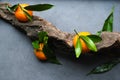 Fresh orange tangerine with green leaves Royalty Free Stock Photo