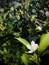 Fresh orange tree blossom on tree branch. Royalty Free Stock Photo