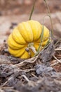 Fresh orange yellow pumpkin in garden outdoor