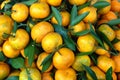 Fresh Oranges Royalty Free Stock Photo
