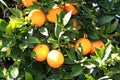 Fresh oranges Royalty Free Stock Photo