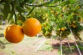 Fresh oranges Waiting to harvest in organic farming.