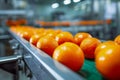 Fresh oranges being processed on a conveyor belt in a modern fruit packing facility with a focus on quality and efficiency in Royalty Free Stock Photo