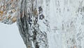 Fresh oranges falling water making air bubbles closeup. Organic tropical juice.