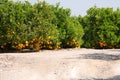 Fresh oranges hanging on orange tree