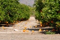 Fresh oranges hanging on orange tree