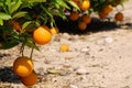 Fresh oranges hanging on orange tree