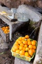 Fresh oranges ready for juicing in old traditional citrus, orange juice push squeezer Royalty Free Stock Photo