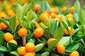 Fresh oranges on tree Royalty Free Stock Photo