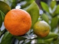 fresh oranges on a tree