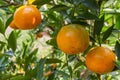 Fresh oranges Waiting to harvest in organic farming.